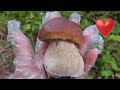 Что есть в лесу? Грибы, Норвегия, июль. What mushrooms are in the forest, Norway, July.