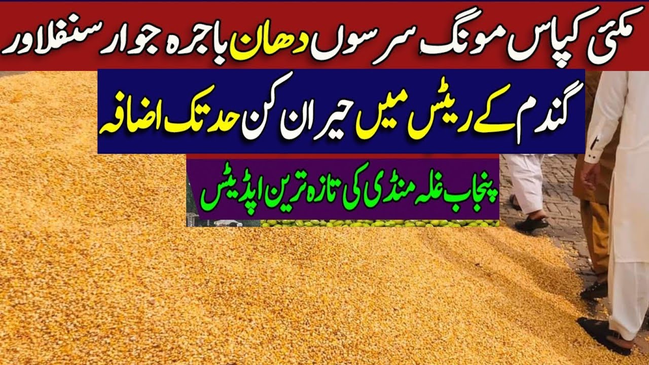 Wheat price update today and maiz cotton sun flower YouTube