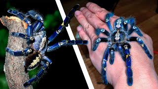 METALLIC BLUE TARANTULA (SUPER TOXIC) - YouTube