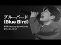 【신청곡】 [호시노 겐 | 星野源 | Hoshino Gen AI Cover] ブールバード(Blue Bird) (원곡 いきものがかり)