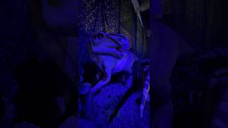 A Pack of Allosaurus Takes Over Montreal! 🦖🔥 #shorts