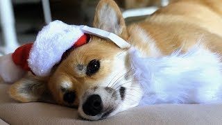 How My Dog Feels About Christmas screenshot 2