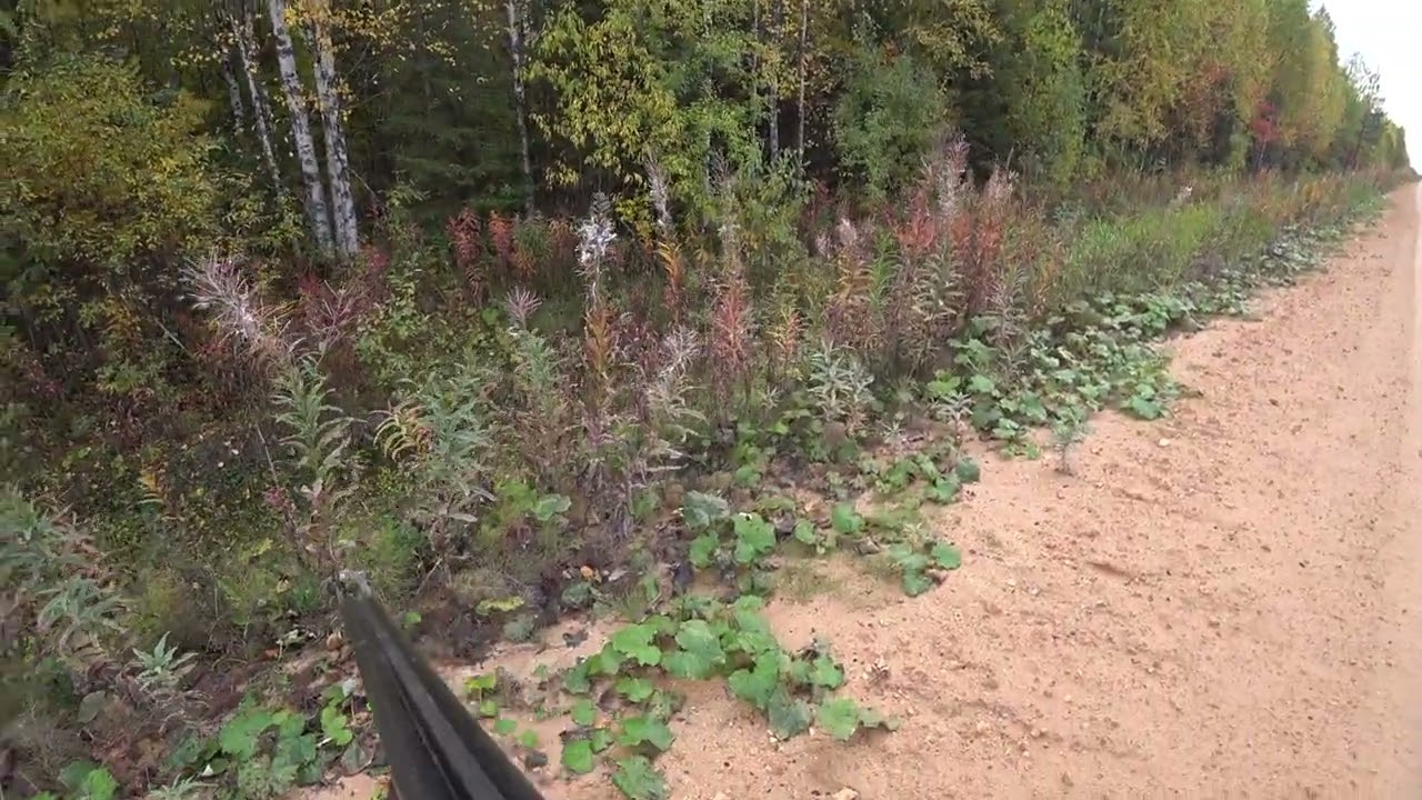 охотничий день с р г  Сударка  16 09 25 г