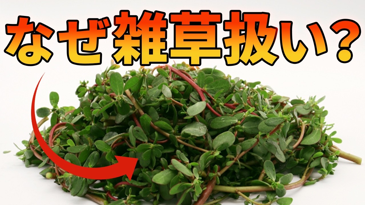 丈夫で栄養豊富なスベリヒユが雑草扱いされている理由【解説動画】