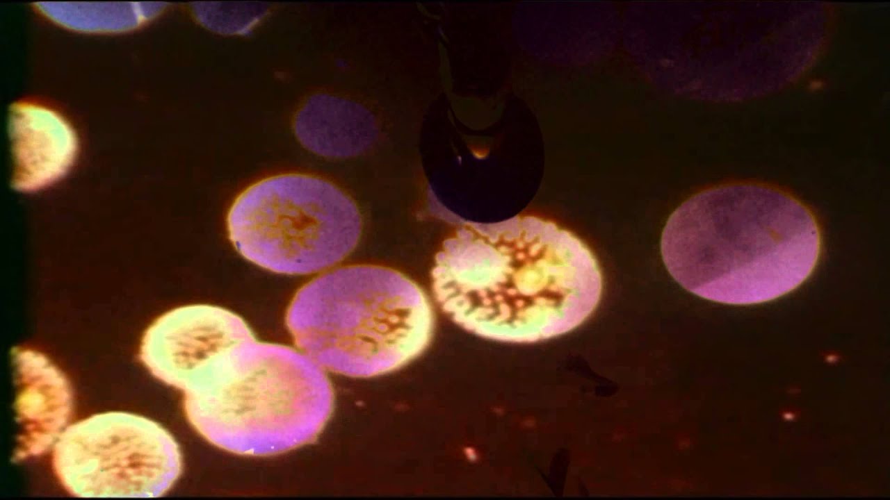 Solid Brown  "You're All Gonna Die On This Carnival Ride" - OFFICIAL