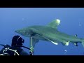 Scare off close coming Longimanus shark at Elphinstone Reef, Egypt #StopFinningEU