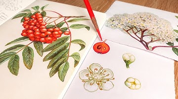 The art of creating botanical illustrations ✧ Draw With Me