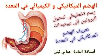 تحولات الأغذية خلال الهضم ... النشاط 2 الهضم في المعدة (الجزء 1) للأستاذة حماني ليلى