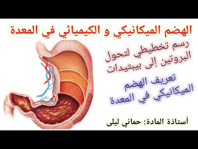تحولات الأغذية خلال الهضم ... النشاط 2 الهضم في المعدة (الجزء 1) للأستاذة حماني ليلى