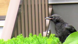 First Flight - Crow Baby Bird Learning to Fly