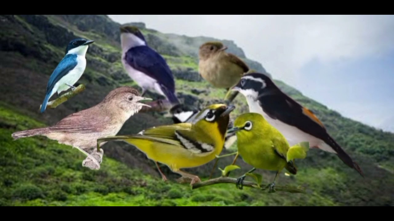 Suara pikat burung hutan, abringan_berkoloni ribut.