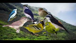 Suara Pikat Burung Hutan Abringan berkoloni Ribut