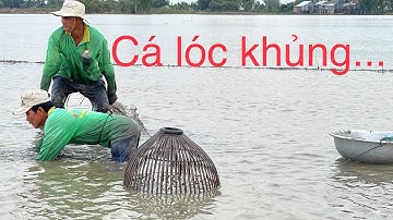 KÉO DÂY GIỮA RUỘNG Bắt Được Rất Nhiều Cá Lóc • Cách Bắt Cá Lóc Hiệu Quả Mùa Nước Rút | BLĐT