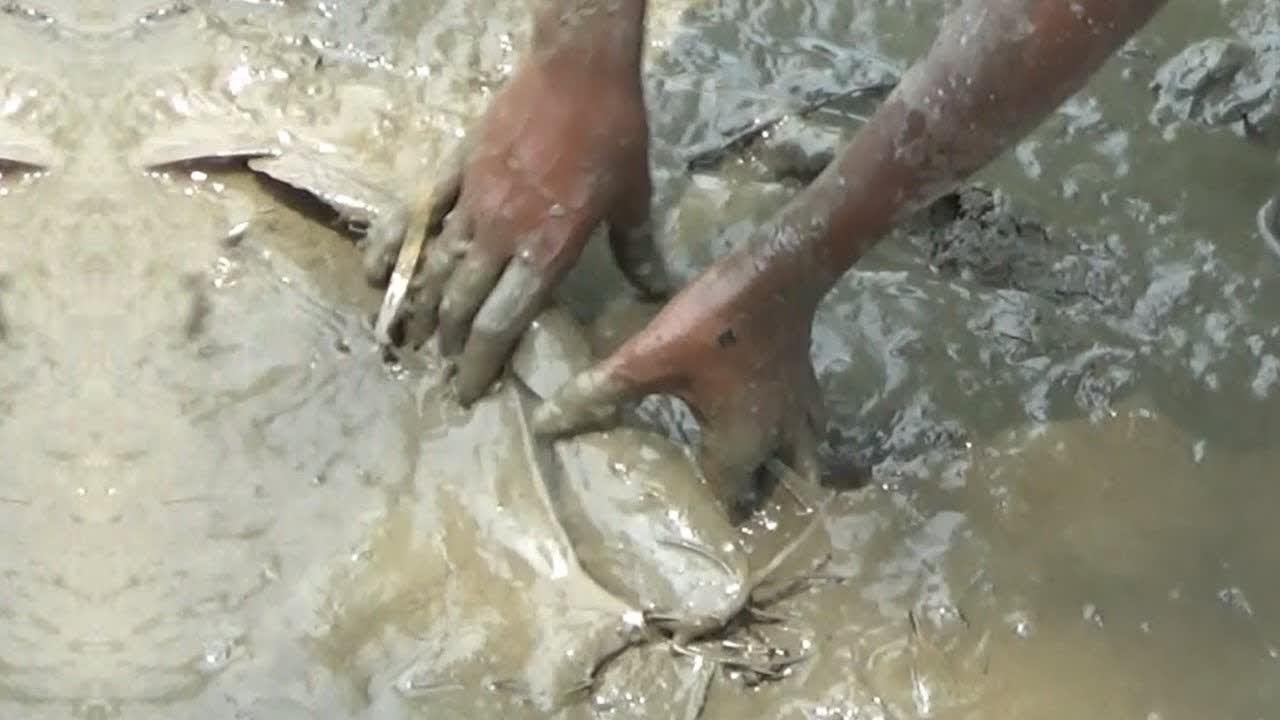 Boy catching Big catfish in Mud water | Best Hand fishing Video (Part-5 ...