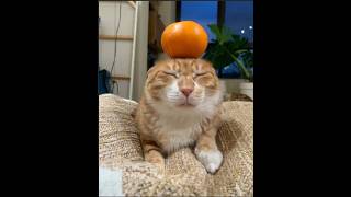 Gräioda Pitchways trying some PcPee (Deep Techno) REC 2026 04 24