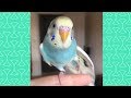 Cute Budgie Parrot Compilation  -  FUnny birds Videos