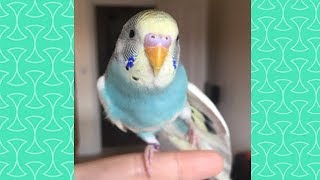 Cute Budgie Parrot Compilation    FUnny birds Videos