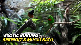 EXOTIC || Burung Serindit & Murai Batu Di Aviary