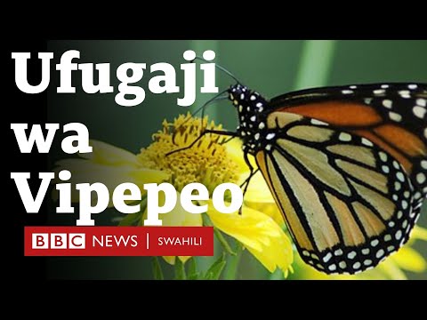 Video: Faida za Bustani ya Butterfly: Vipepeo Wanafaaje kwa Bustani