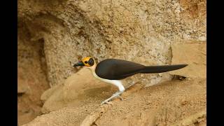 Ghana birding trip, Part 1, 21/3/26 to 28/3/26