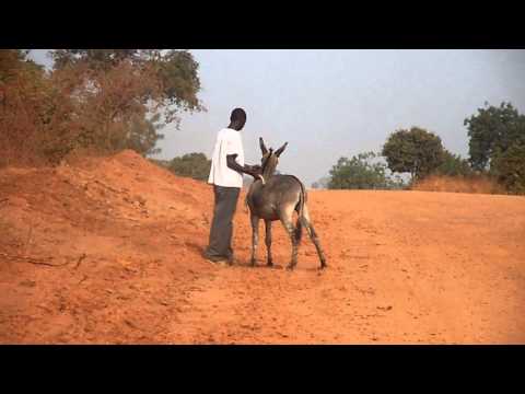 FAIL Don T Beat The Donkey 