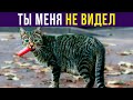 Приколы с котами. Ты меня не видел | Мемозг #370