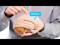 Your Amazing Brain - Dementia Explained - Alzheimer's Research UK