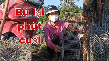 Bẩy chuột cống nhum với bài mòi thần thánh,  trong những đám cỏ xanh và cái kết...#sanbatbatri#