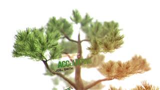 About Us Bonsai Tree | After Efects Project Files Actualización