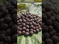 मखाना के साथ किसान मछली पालन या सिंघाड़े की खेती भी एक साथ (Integrated Farming) कर सकते