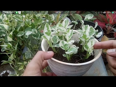 Cara Menanam Sirih Njoy 100% Bisa Tumbuh 