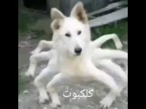 كلكبوت
