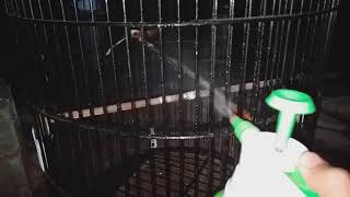 MANDI MALAM MURAI BATU JADI JOSS..