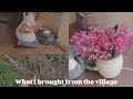 What I brought from my village trip village | check out my garden