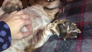 Herbies Morning Mage