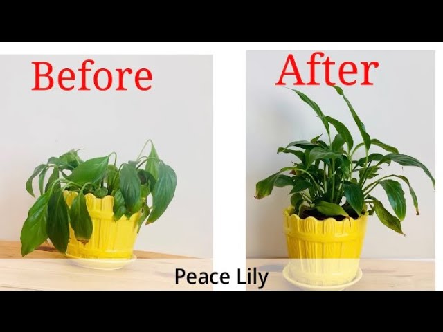 big snake plant Sansevieria trifasciata Black Gold Broad Leaf (snake plant)
