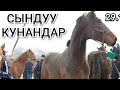 Келишкен СЫНДУУ КУНАН 👉 Кулун 🐎Орлов бээ сатылган баалар Ноокат