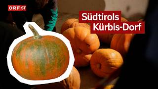 Wer hat den größten Kürbis? | Südtirol heute vom 29.10.2025