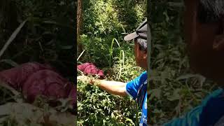The Moment A Red Bra Appeared At The Foot Of Mount Burangrang Cisarua West Bandung Went Viral