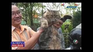 Kompas Kalbar 12 Agustus 2016  Kompas Tv Pontianak