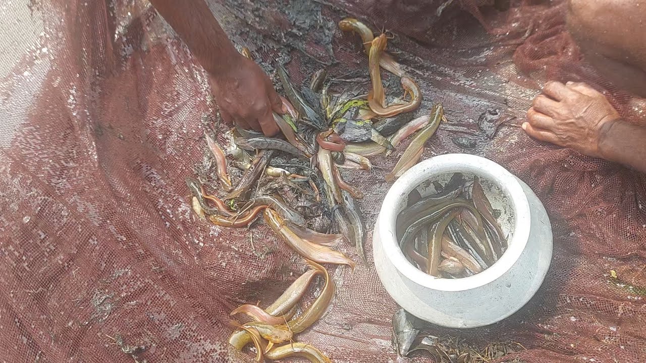 বিলের পুকুরে শিং মাছ ধরে অনেক মজা পেলাম 🙋‍♂️ Village Style Shing Fish Catching in Beel Pond