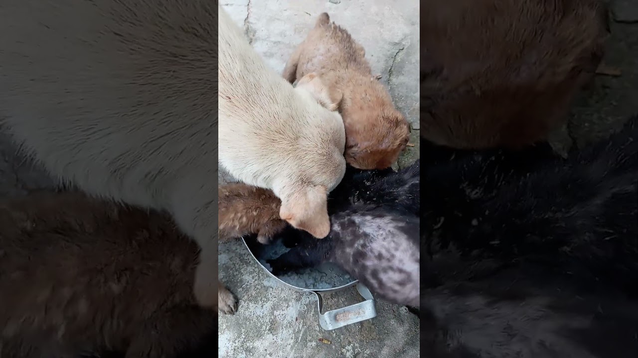 ドッグフード chocomint1989chan TESOLIFE特搜商城 TOKYO MILK CHEESE FACTORY Salt Camembett