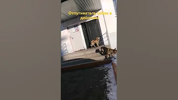 отпугиватель собак в действии, защита от собак