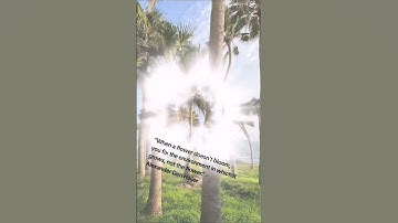 “When a flower doesn’t bloom... ” - Alexander Den Heijer