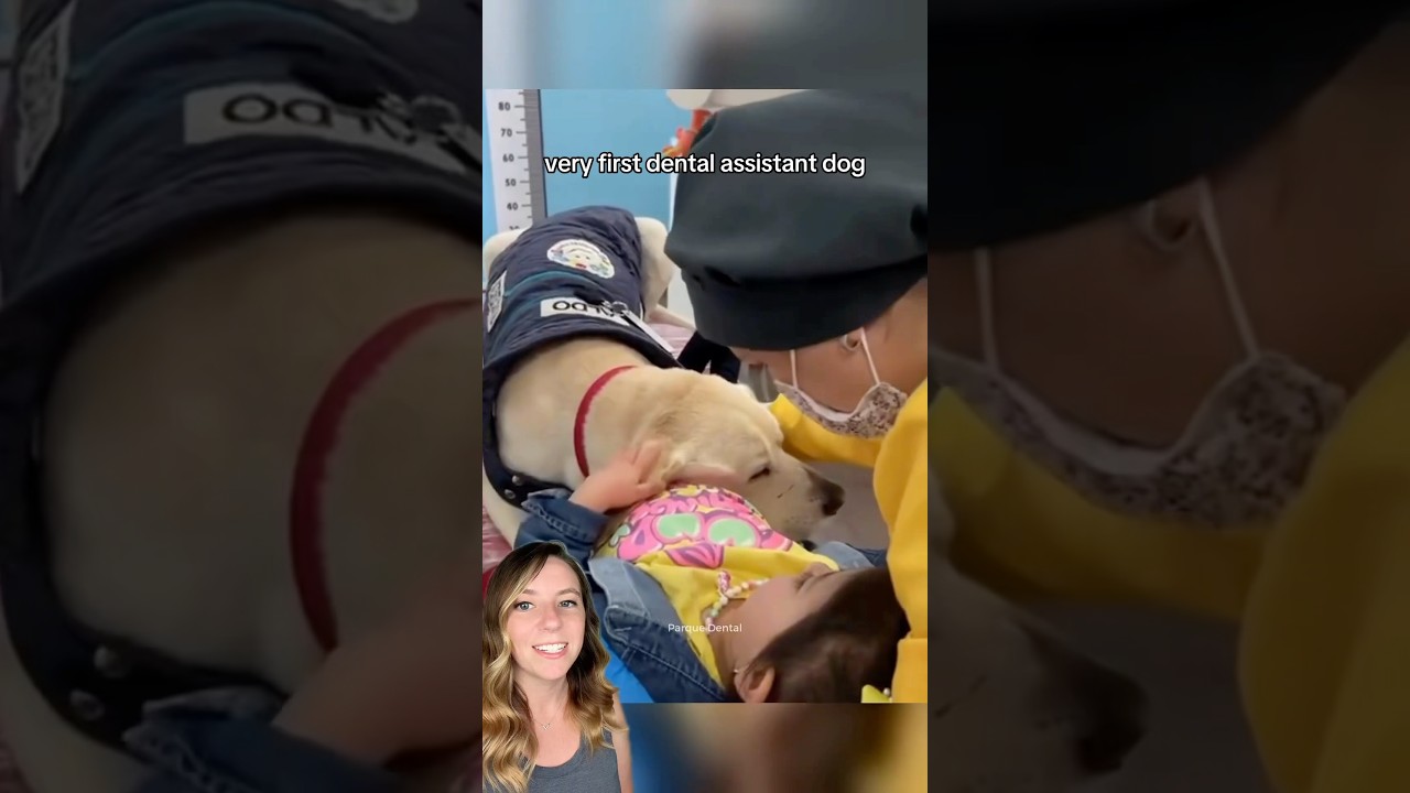 Dental assistant dog excels at his job by sleeping on patients 🐕 #dogswithjobs #shorts #dog