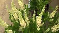 Clethra 0811