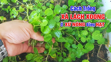 Cách trồng xà lách xoong ở xứ nóng bằng hạt.