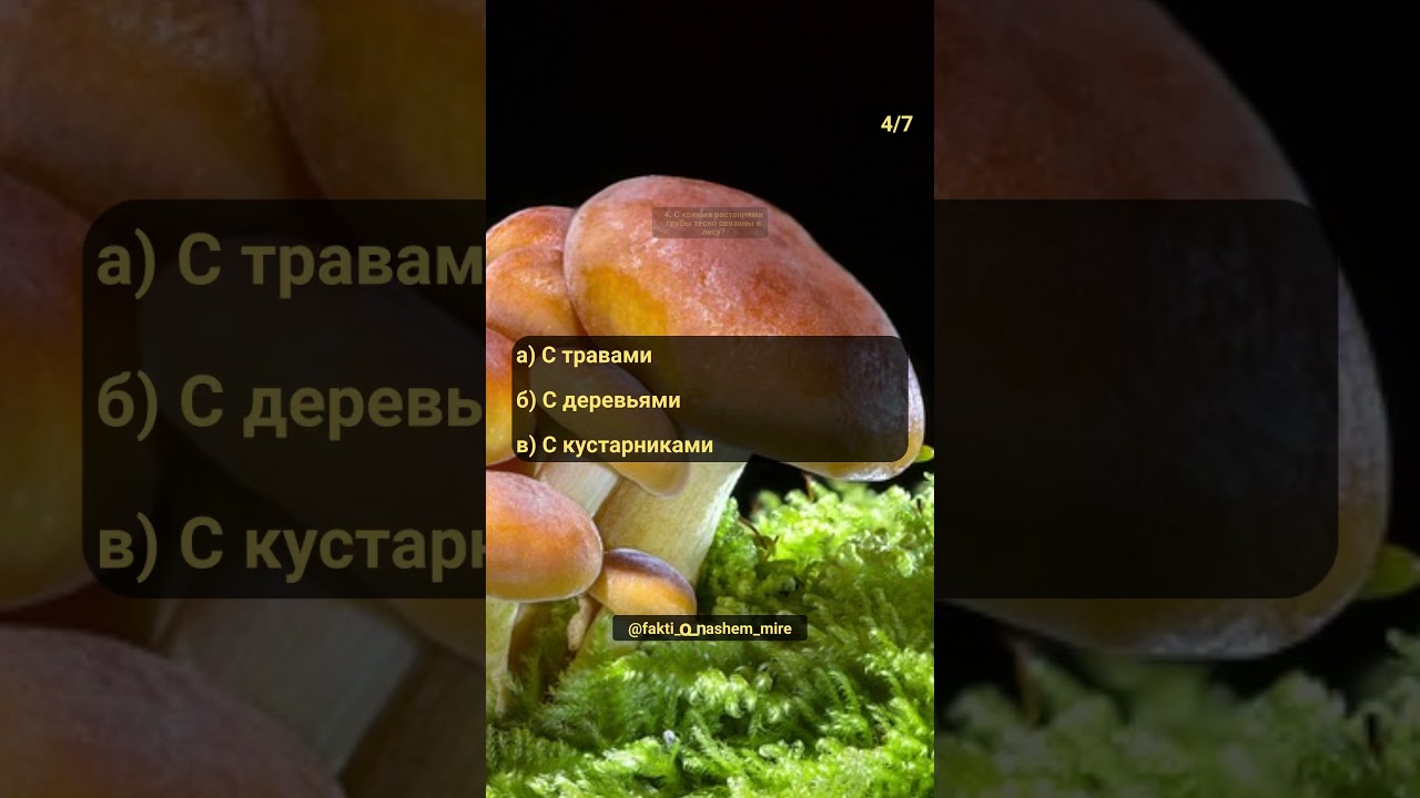 Тест о грибах. Часть 2. Удивительный мир грибов #знания #растения #природа #грибы #косметика