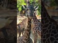 A Gentle Giant Living Her Best Life 🦒💖 Relax with Zainabu The Giraffe