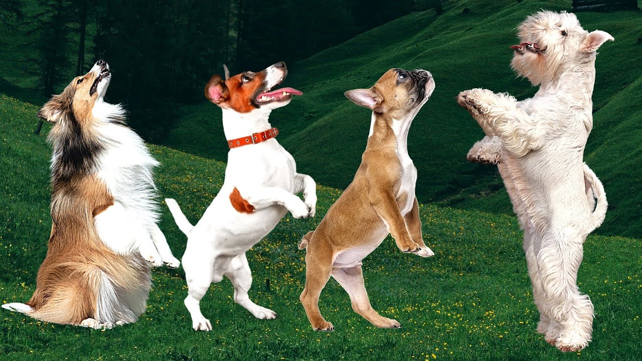 Top 10 Easy To Train Dog Breeds YouTube